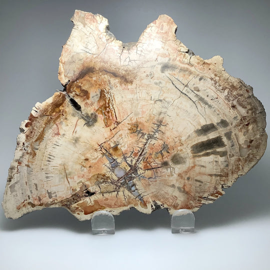 Araucaria Petrified Wood Slice