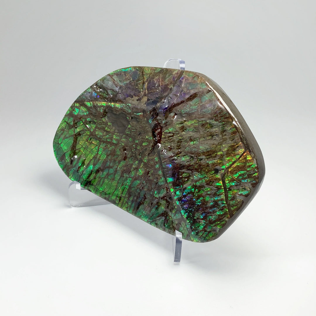 Ammolite Specimen