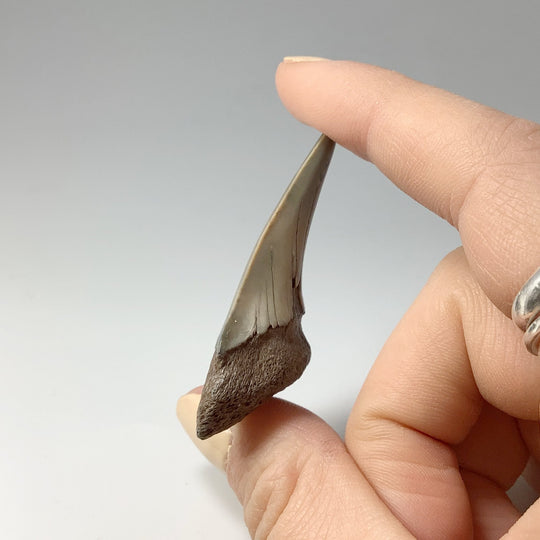 Fossilized Shark Tooth Specimen: Mako