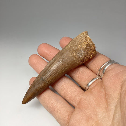 Fossilized Spinosaurus Tooth Specimen