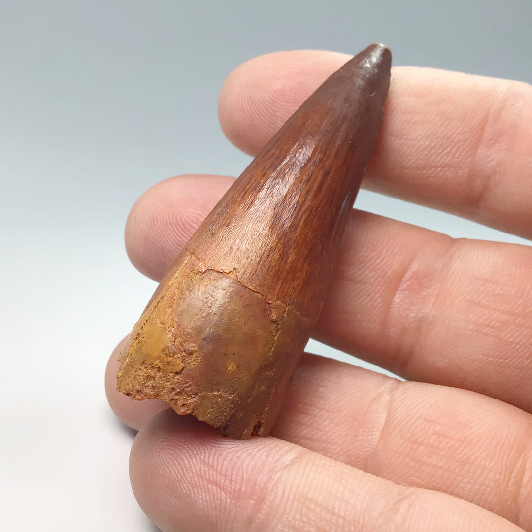 Fossilized Spinosaurus Tooth Specimen