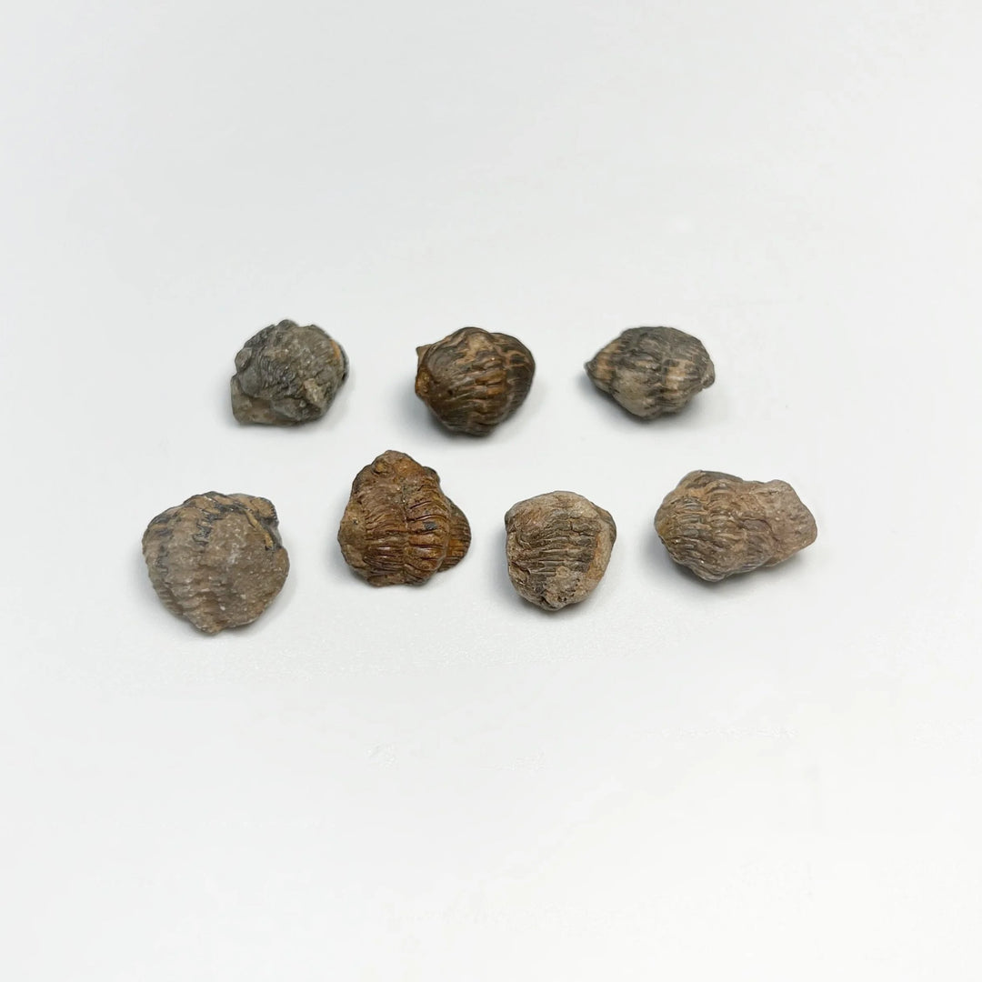 Mini Fossils Pouch