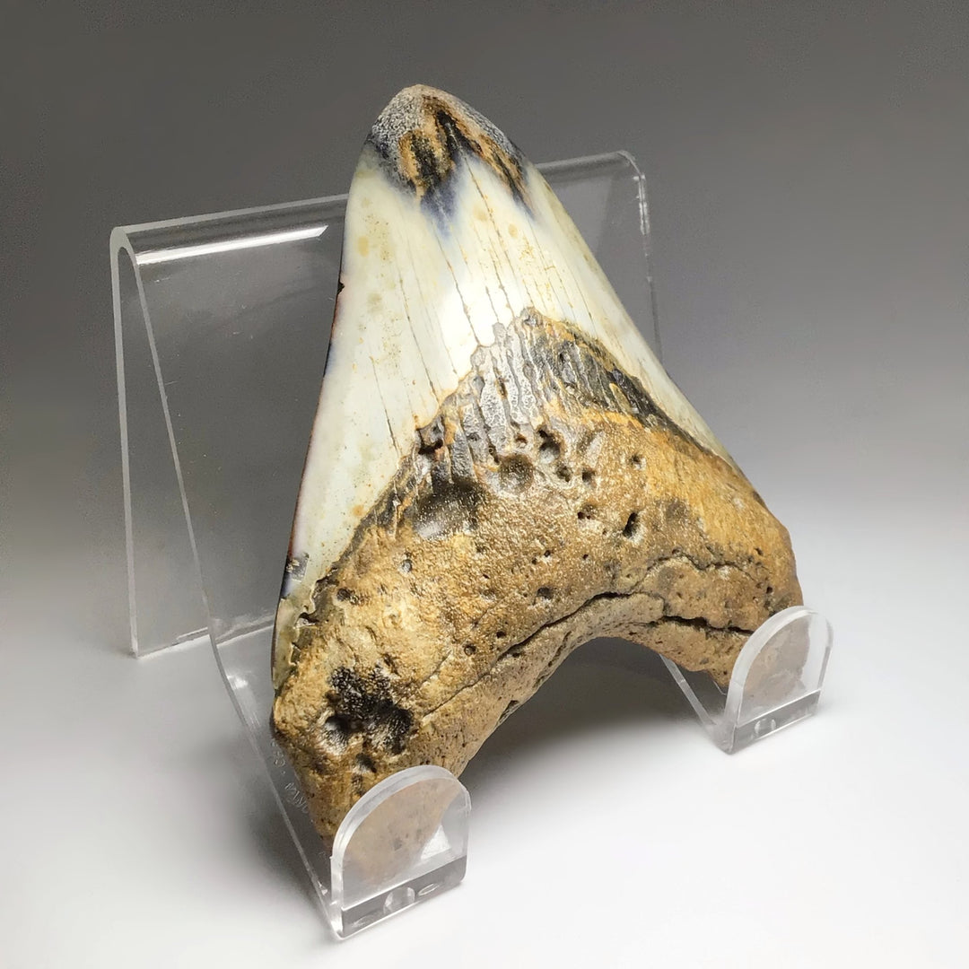 Fossilized Shark Tooth Specimen: Carcharodon Megalodon