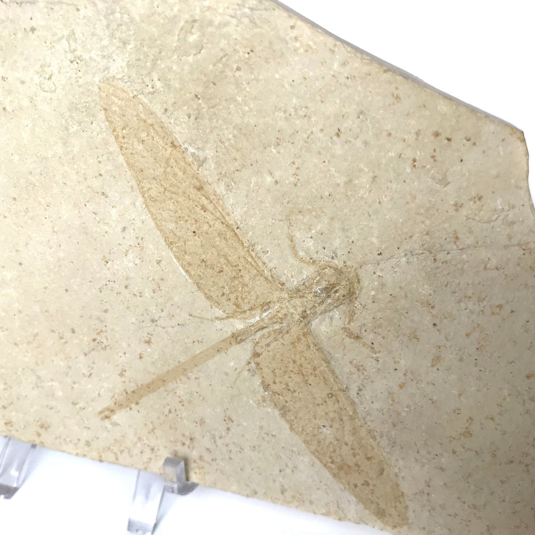 Dragonfly Fossil