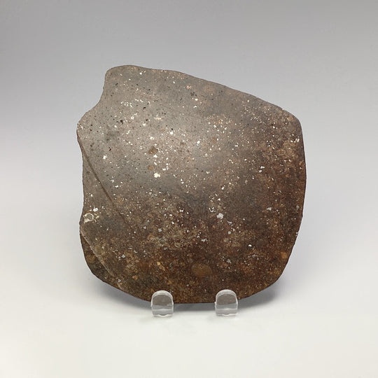 NWA Chondrite Meteorite Slab