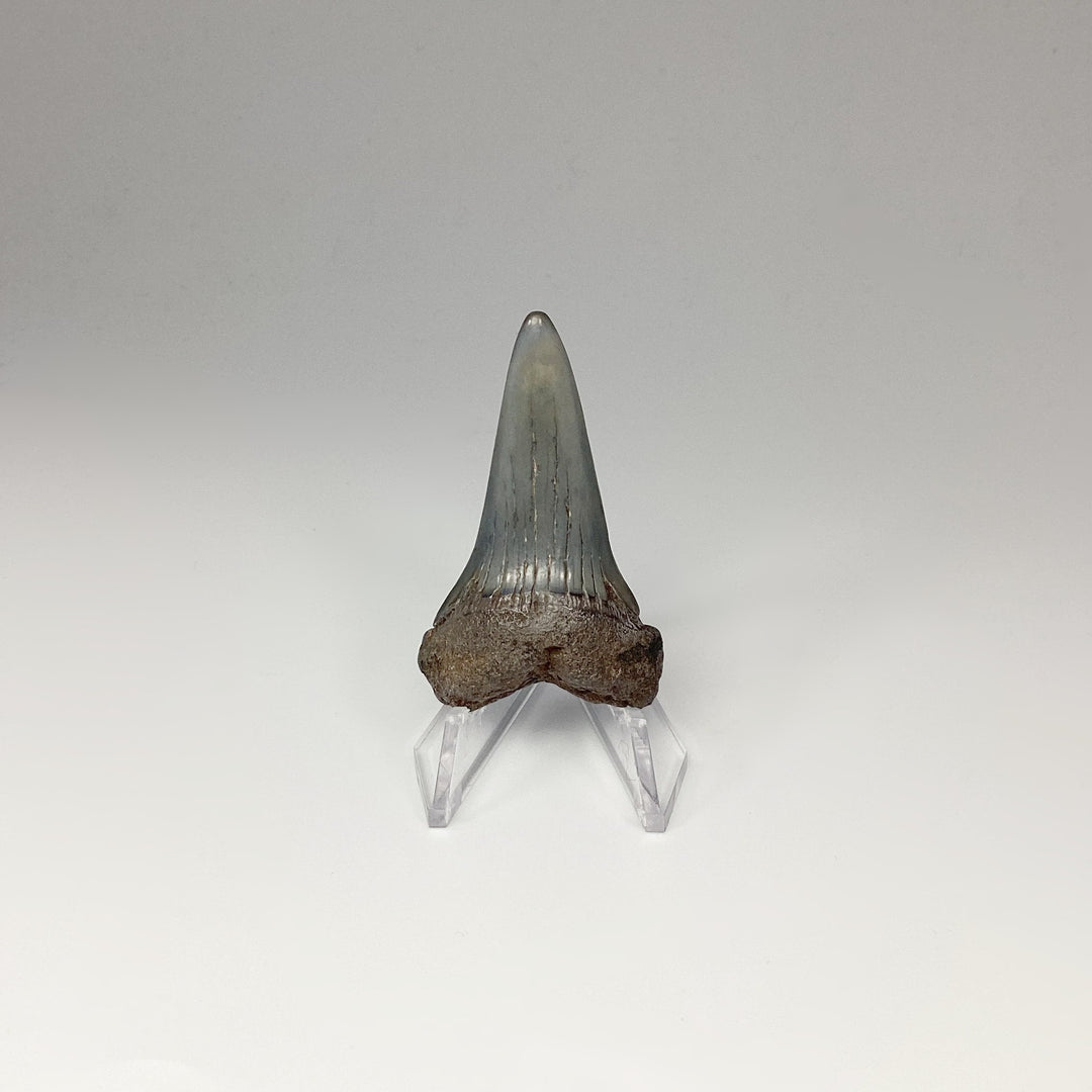 Fossilized Shark Tooth Specimen: Mako