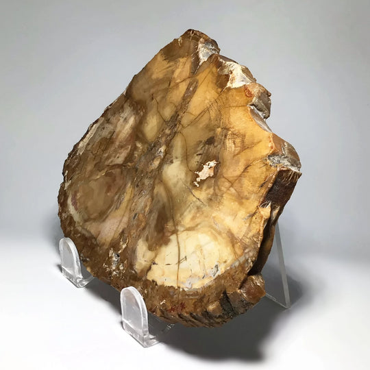 Petrified Wood Slice