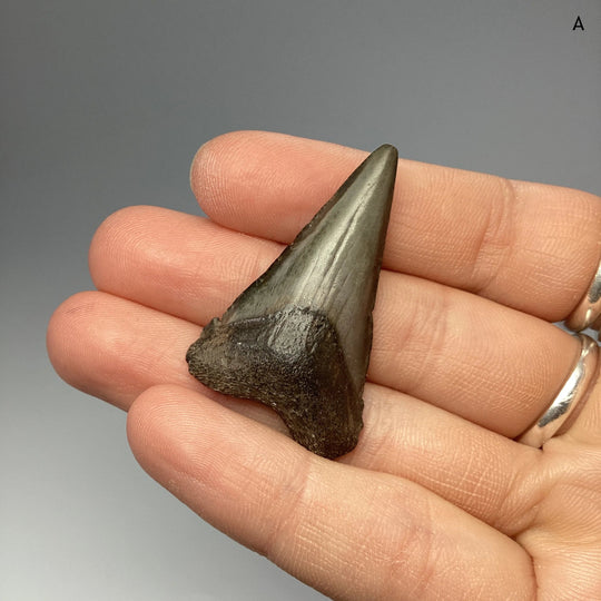 Fossilized Shark Tooth Specimen: Great White Shark