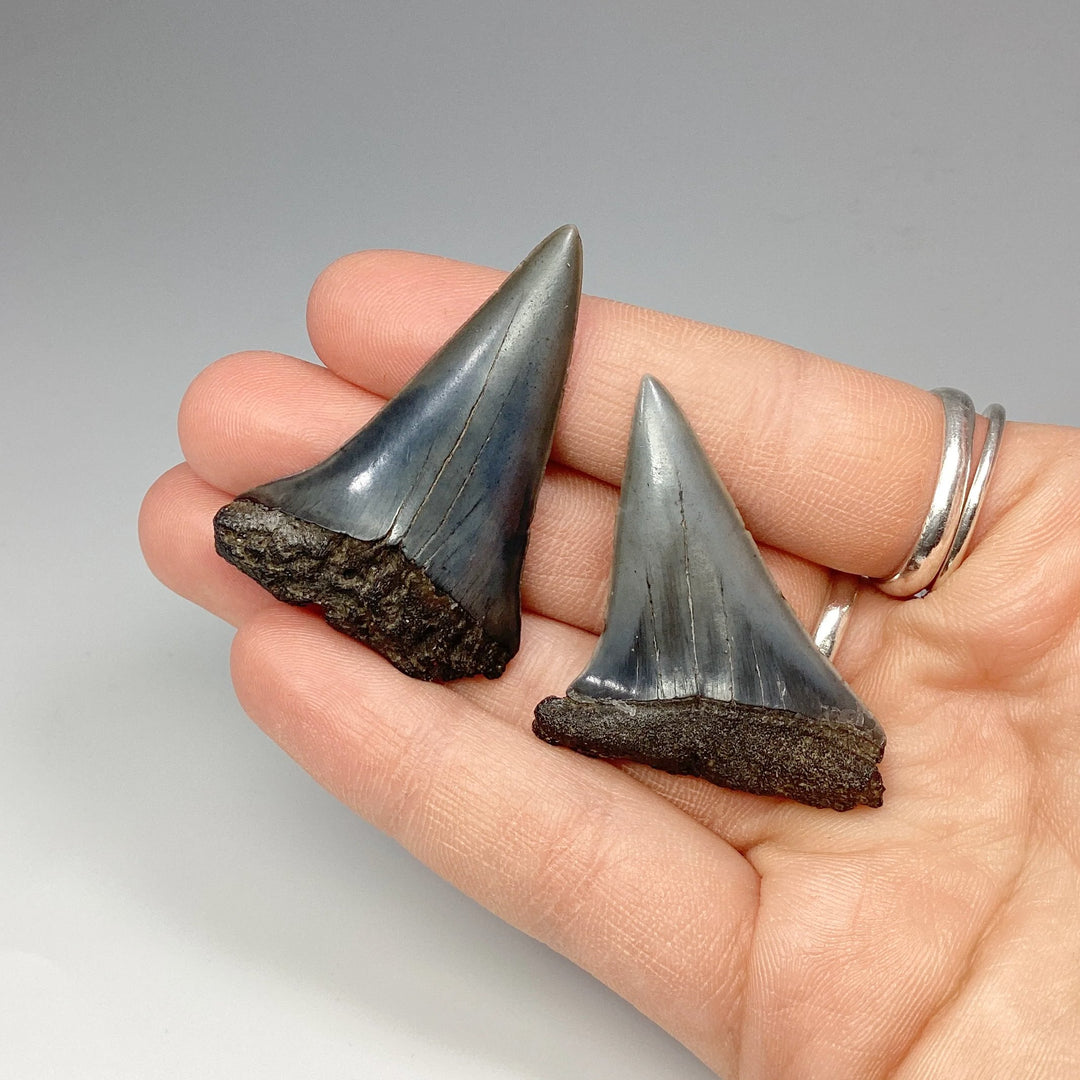 Fossilized Shark Tooth Specimen: Great White Shark