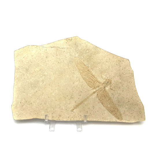 Dragonfly Fossil