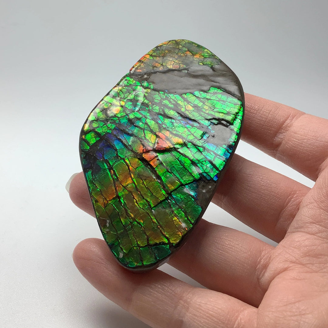 Ammolite Specimen