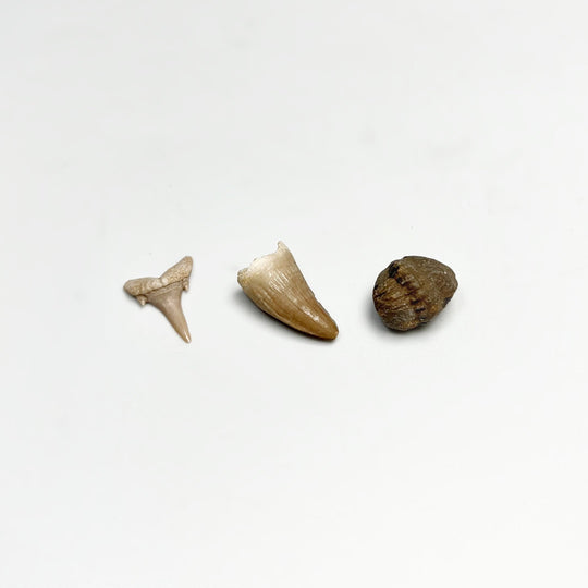 Mini Fossils Pouch