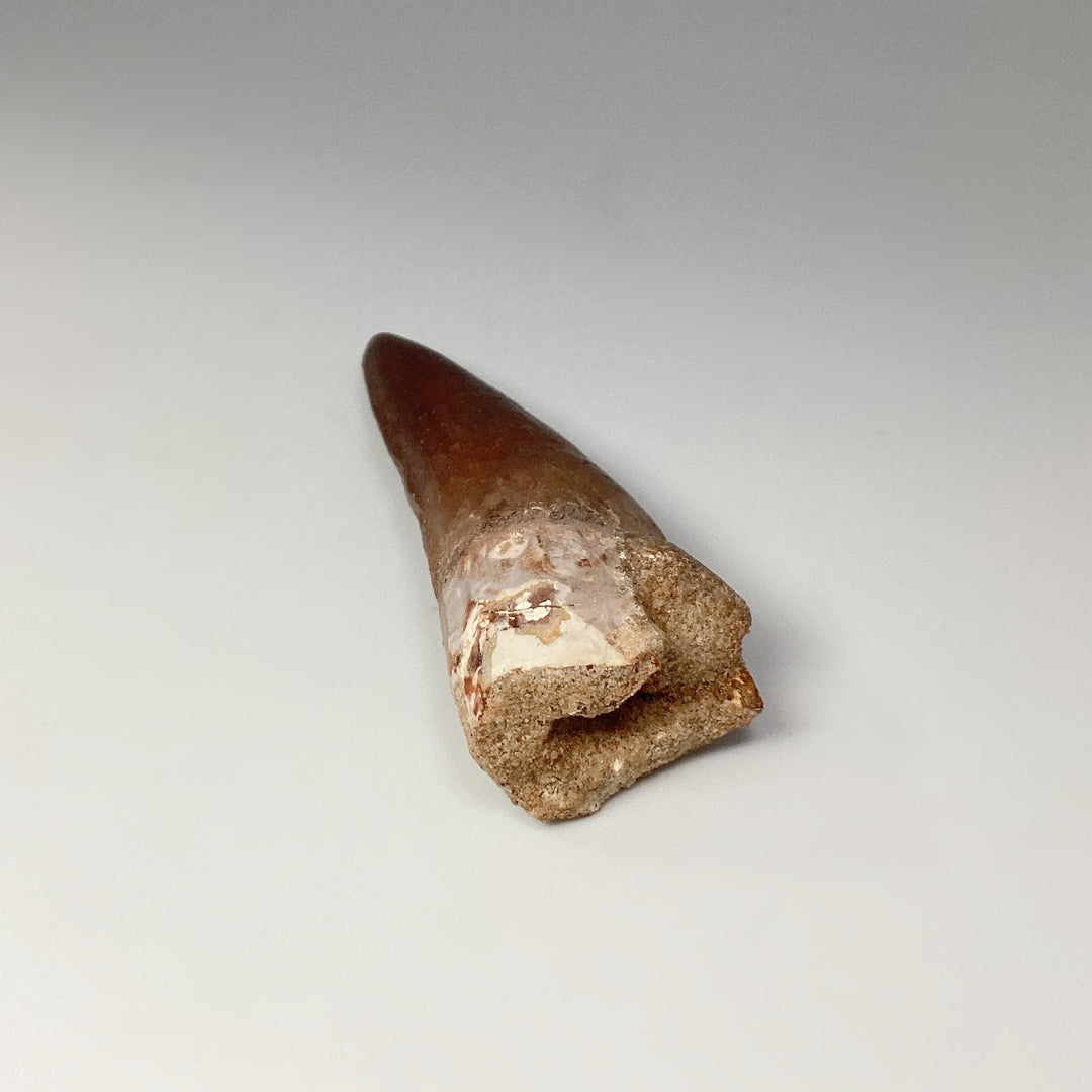 Fossilized Spinosaurus Tooth Specimen