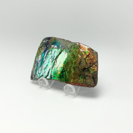 Ammolite Specimen