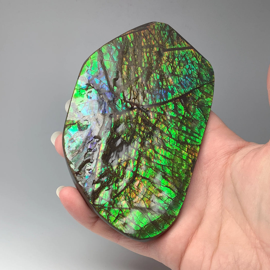 Ammolite Specimen