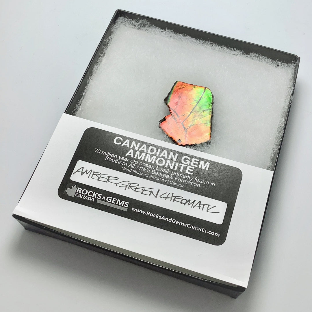 Ammolite Gem Display Box