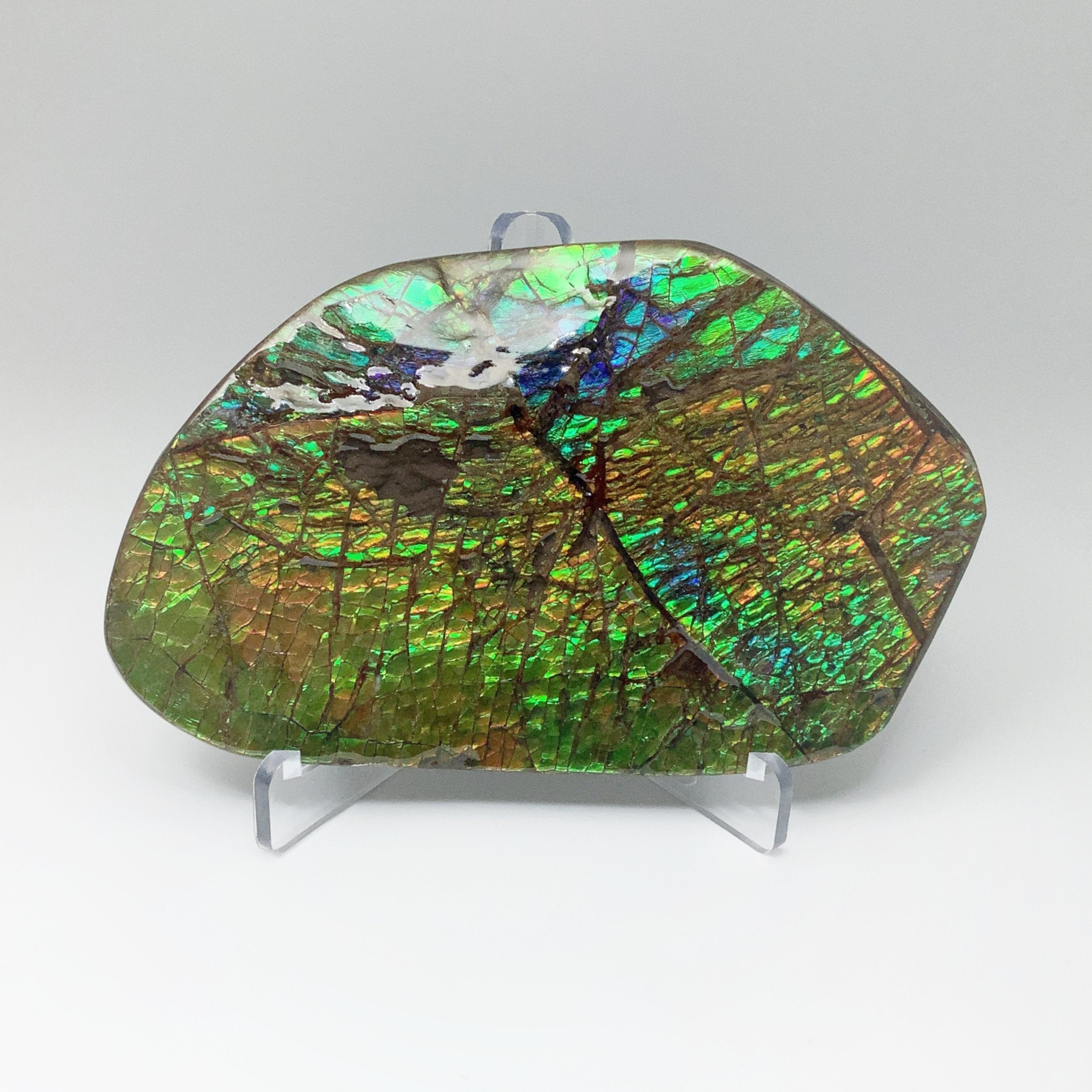 Ammolite Specimen