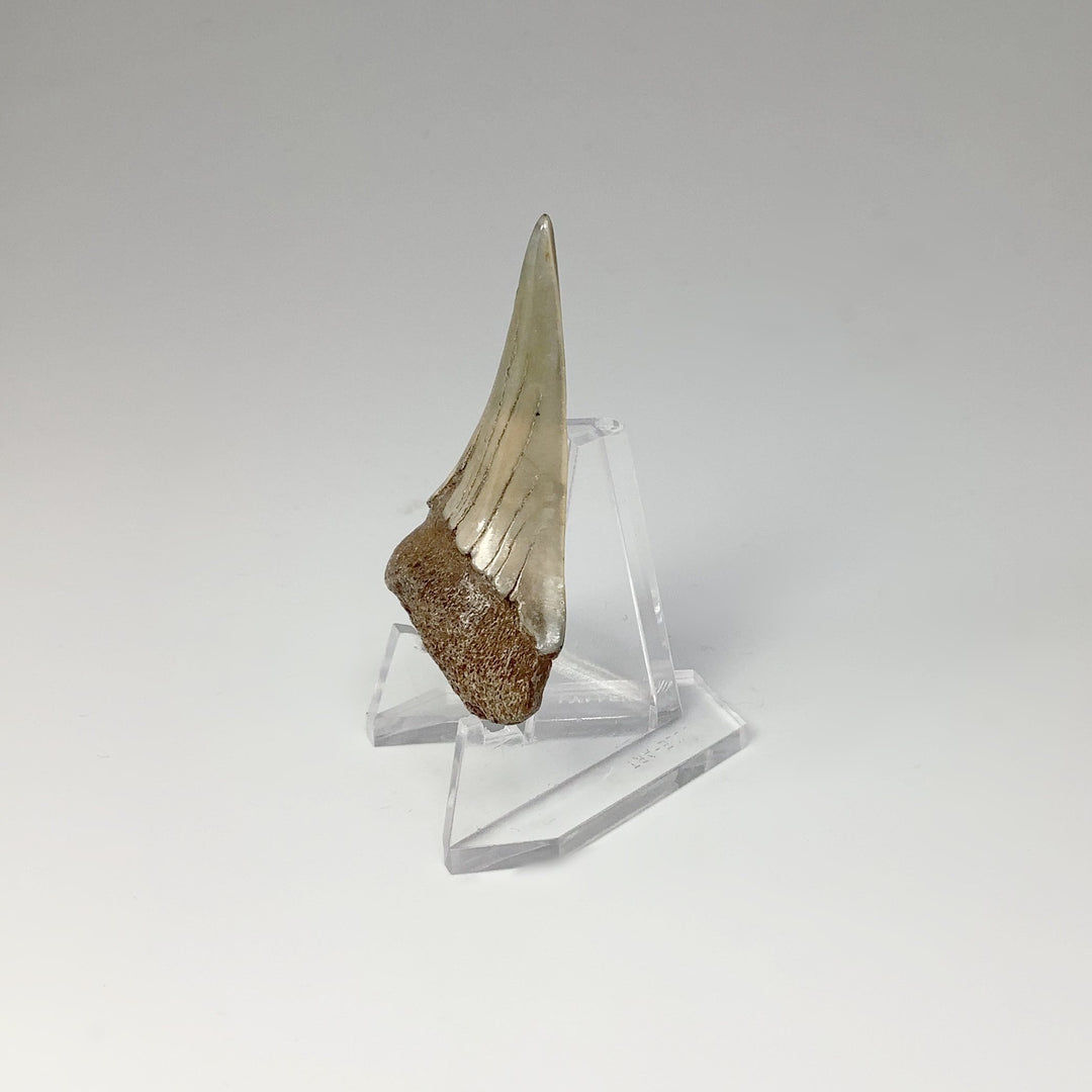 Fossilized Shark Tooth Specimen: Mako