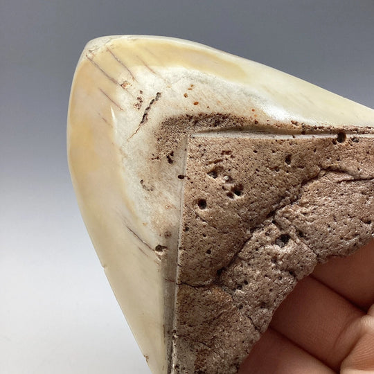 Fossilized Shark Tooth Specimen: White Pacific Megalodon