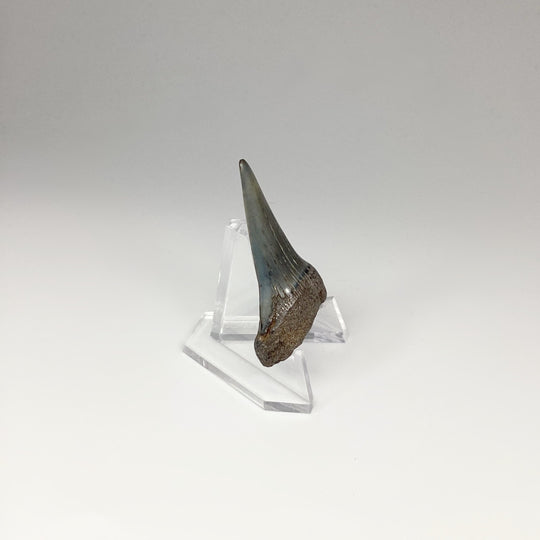 Fossilized Shark Tooth Specimen: Mako