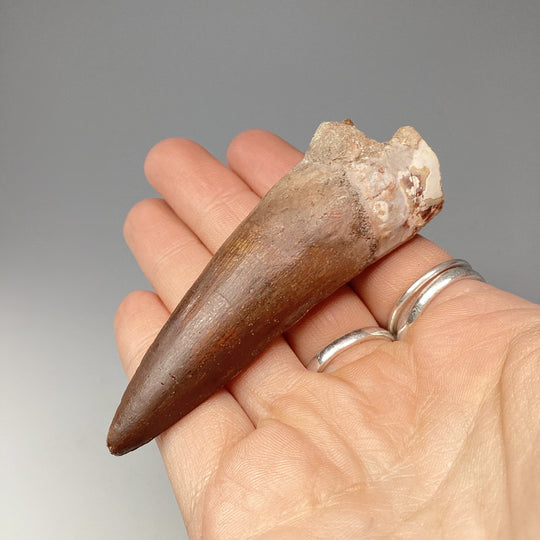 Fossilized Spinosaurus Tooth Specimen