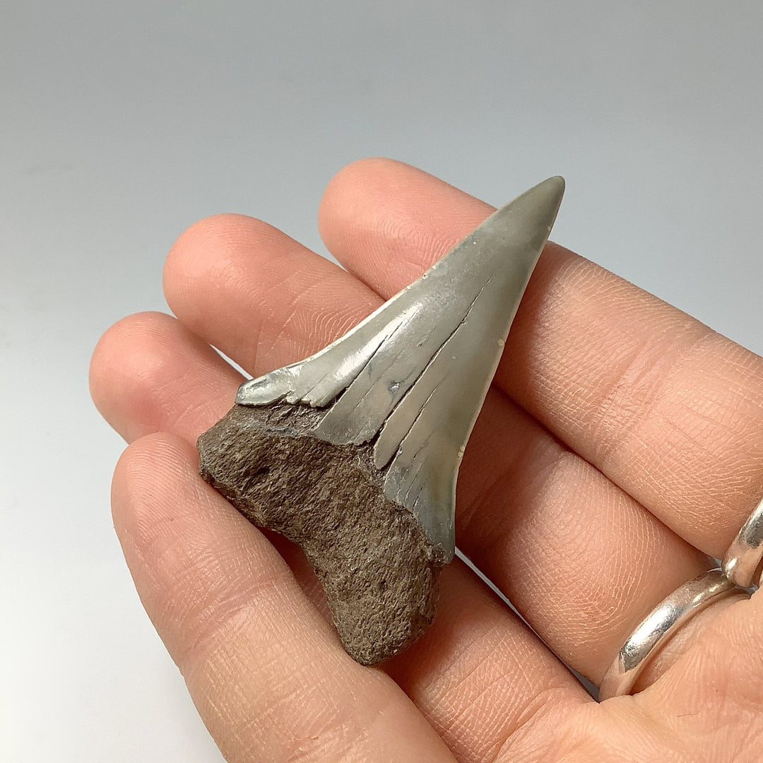 Fossilized Shark Tooth Specimen: Mako