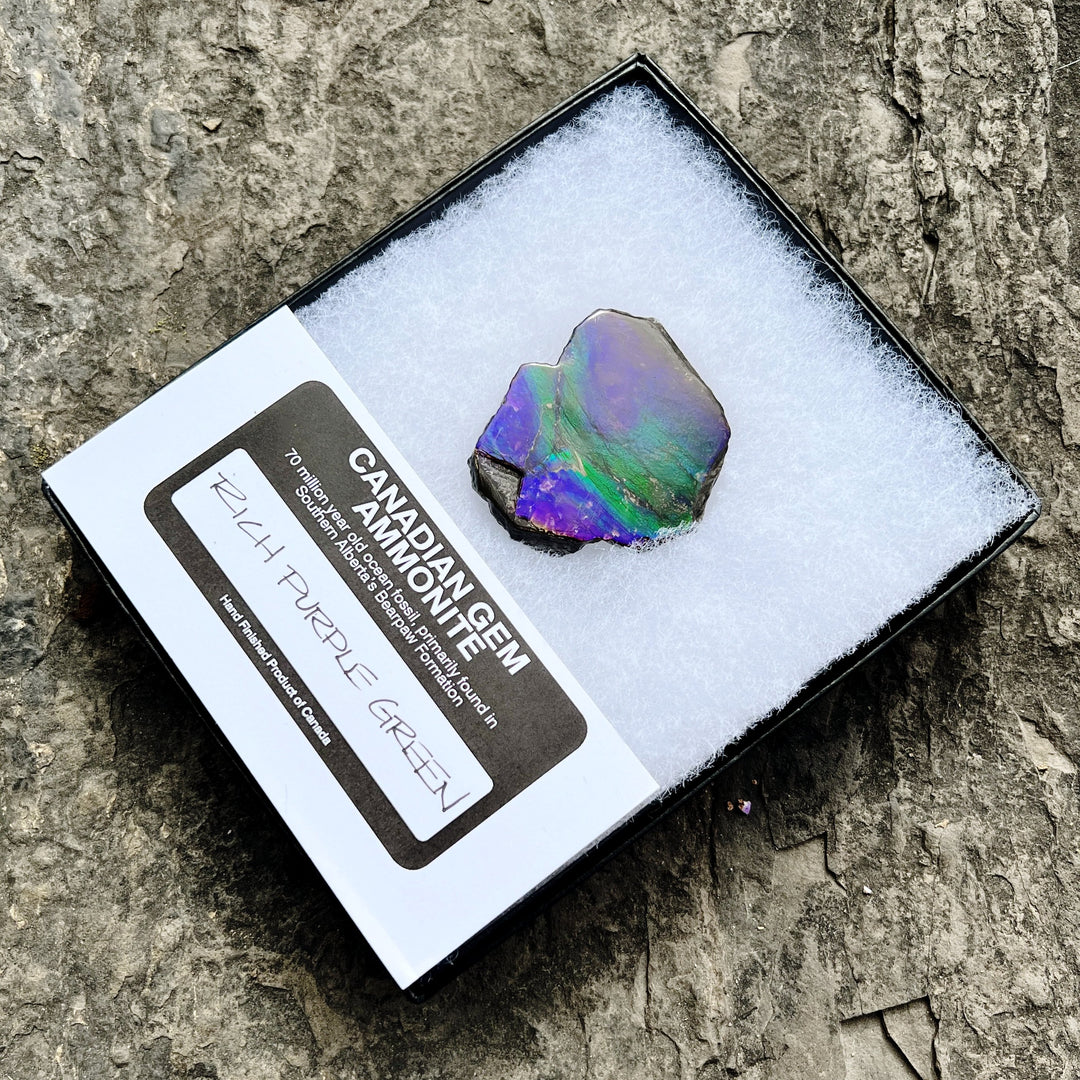 Ammolite Gem Display Box