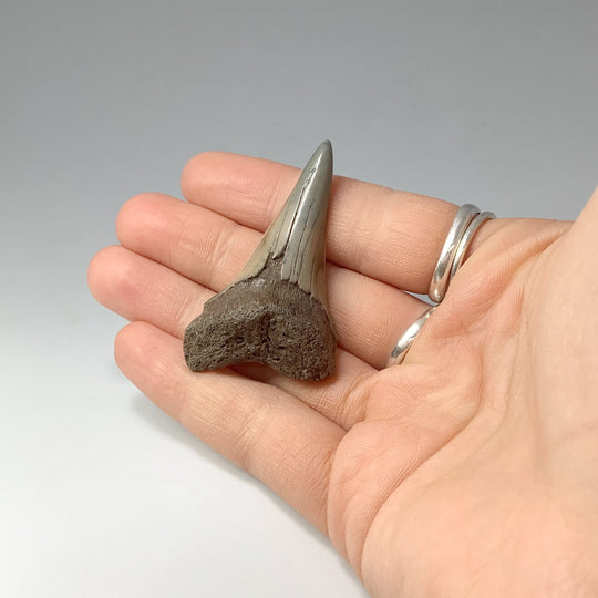 Fossilized Shark Tooth Specimen: Mako