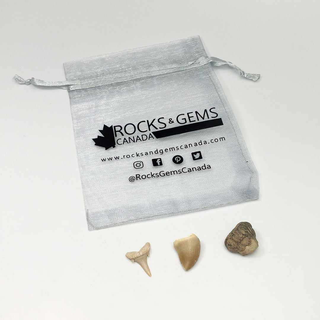 Mini Fossils Pouch