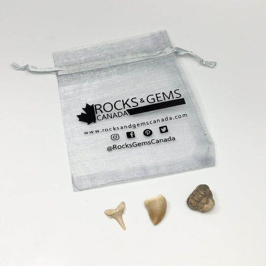 Mini Fossils Pouch