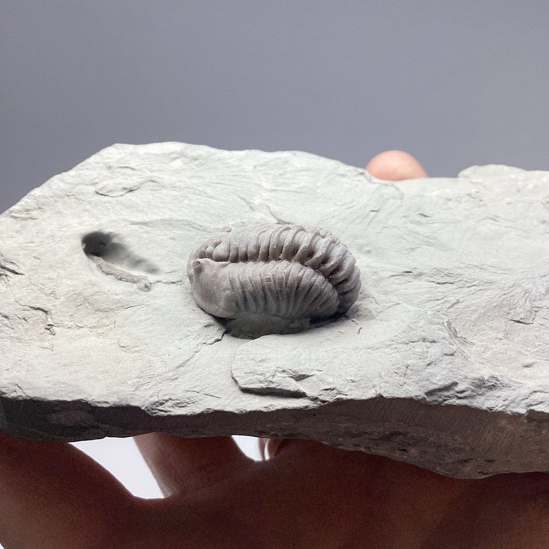 Trilobite Flexicalymene Fossil