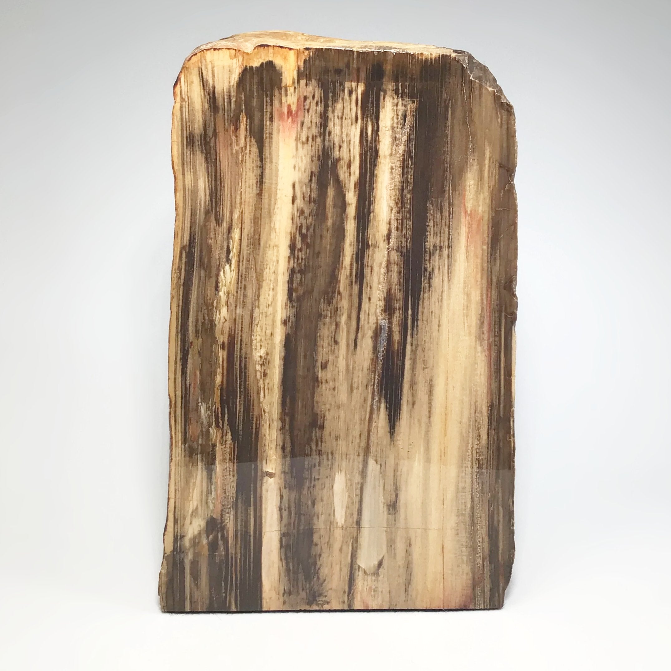 Petrified Wood Stand Up