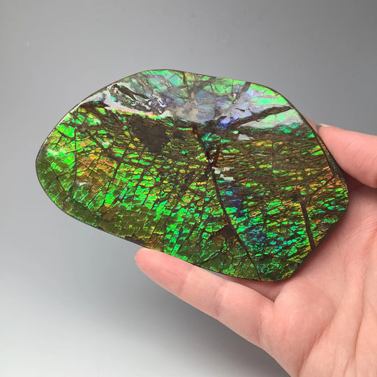 Ammolite Specimen