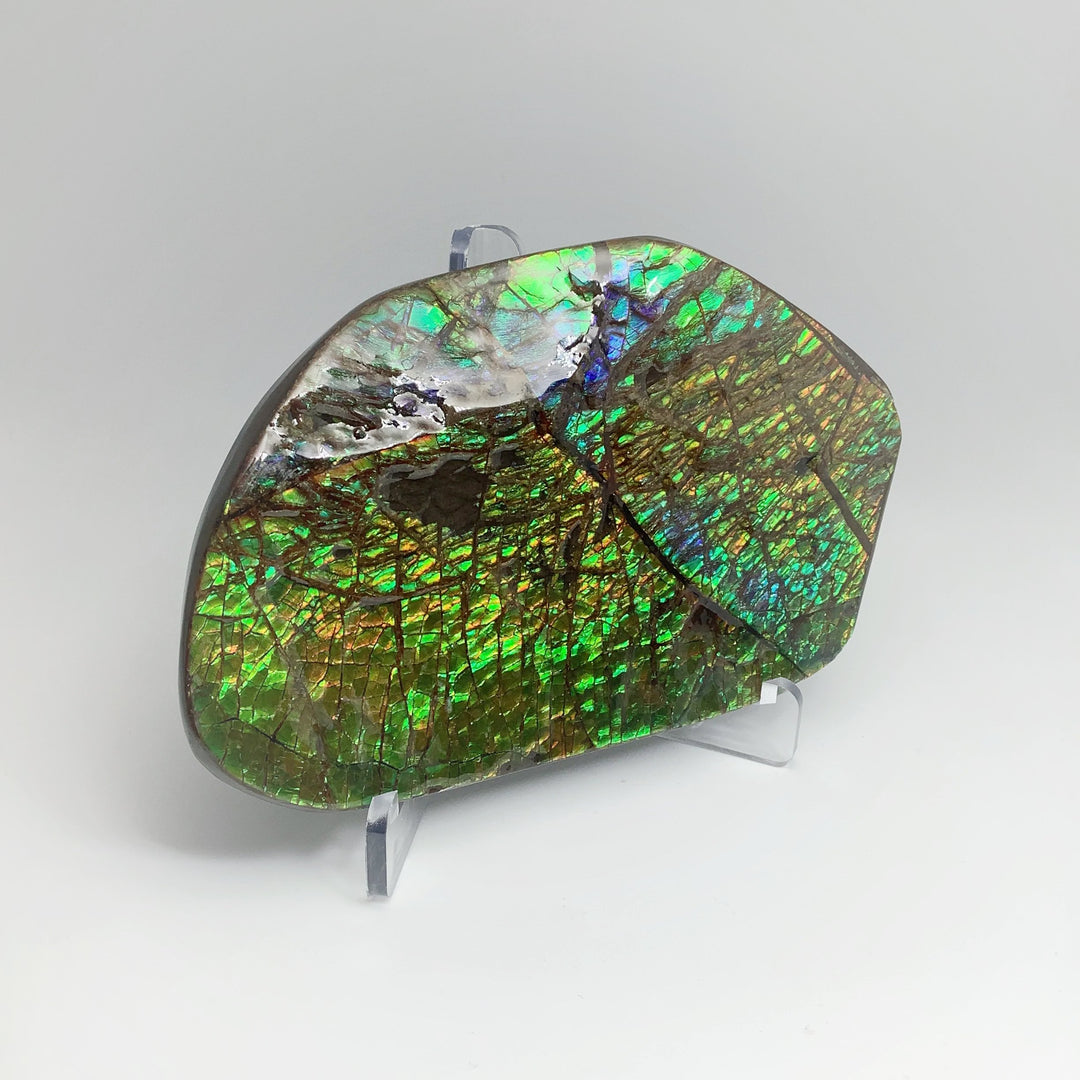 Ammolite Specimen