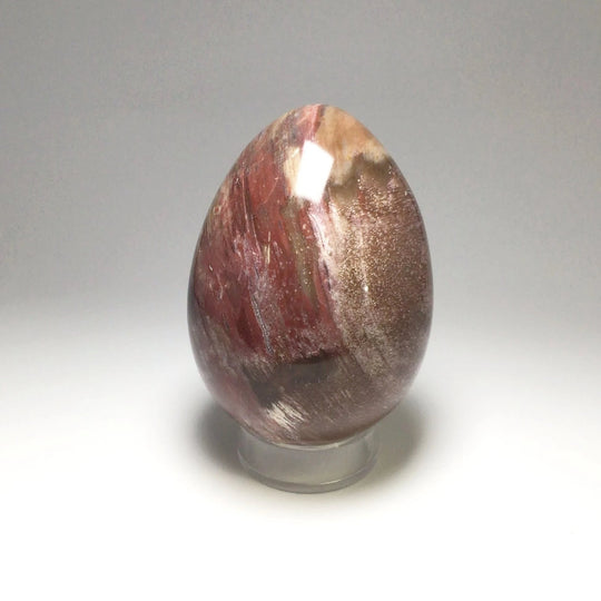 Araucaria Petrified Wood Egg