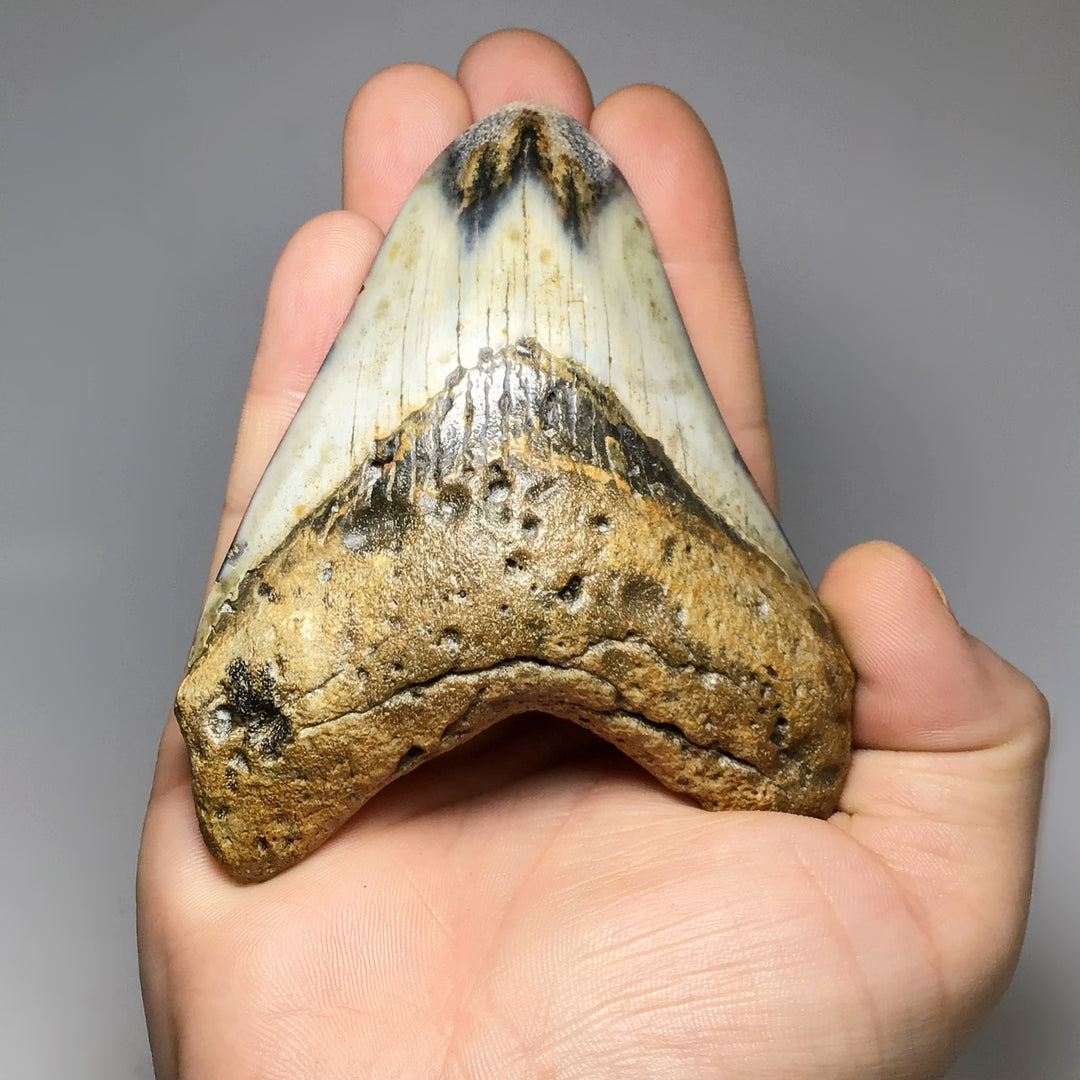 Fossilized Shark Tooth Specimen: Carcharodon Megalodon