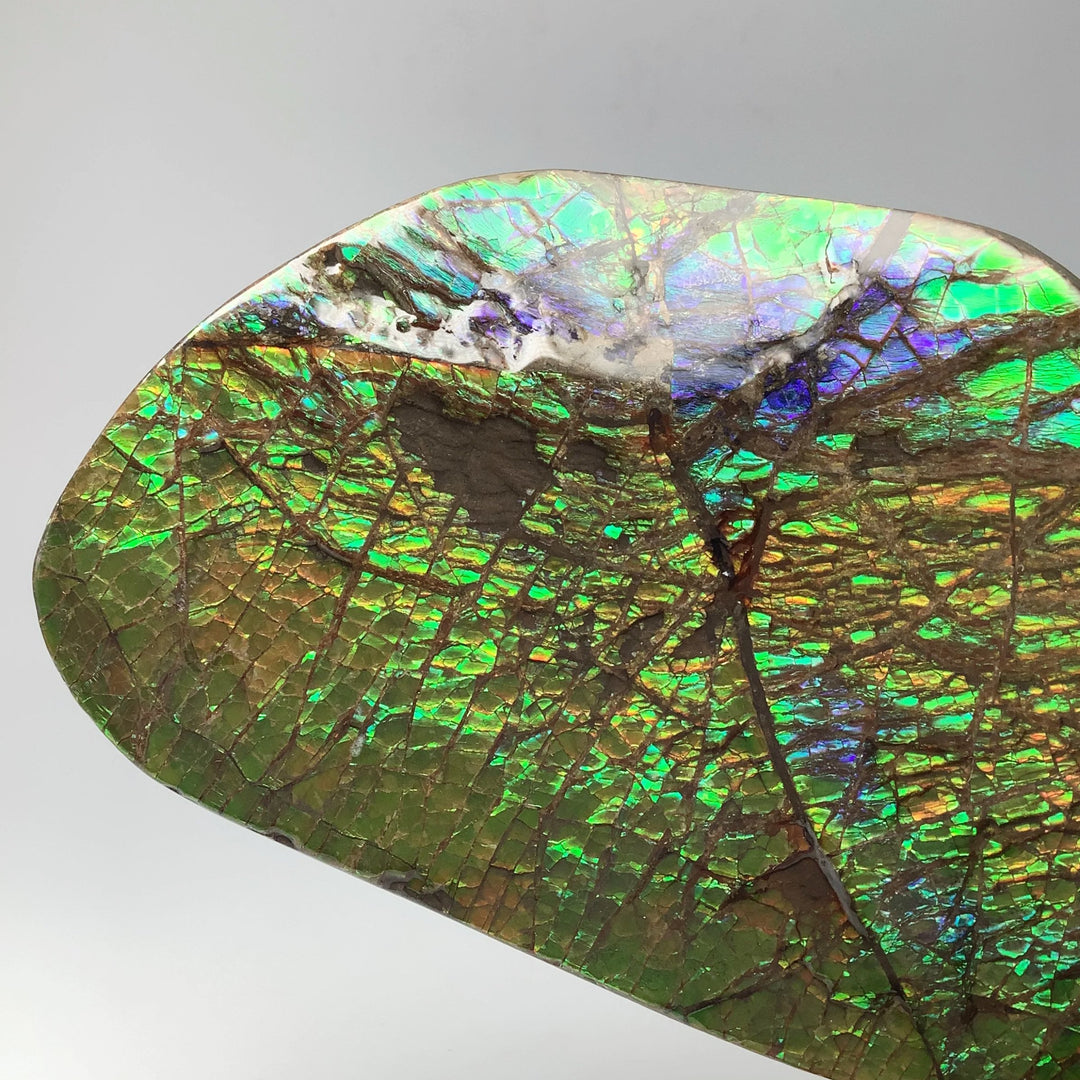 Ammolite Specimen